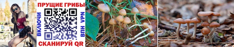 Галлюциногенные грибы Cubensis  Сланцы 