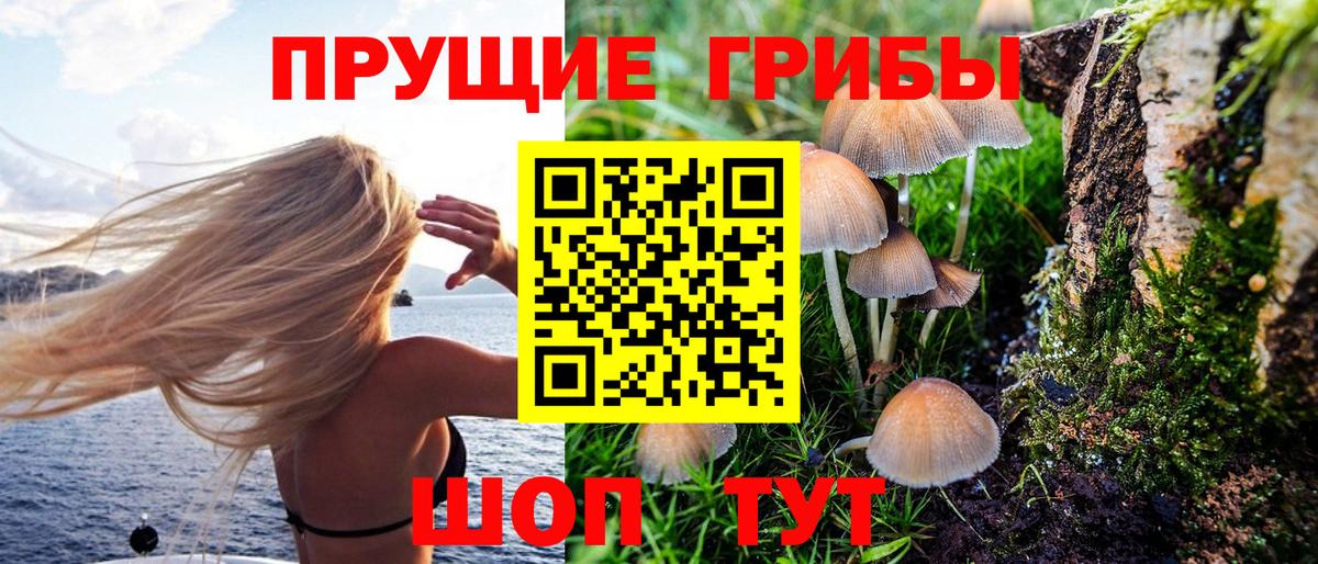 купить наркотики сайты  Псилоцибиновые грибы Psilocybine cubensis  Вход с VPN  Сланцы  Псилоцибиновые грибы Psilocybe 